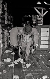 Trucking cotton,  Wilcox County, 
Alabama.  1966