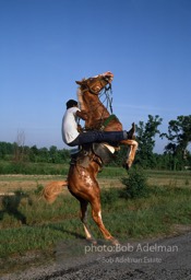 Champion show horse shows off,  Epes,  Alabama  1983