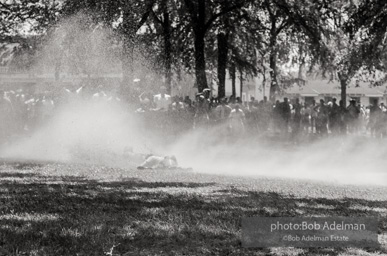 Kelly Ingram Park, Birmingham, AL, 1963.