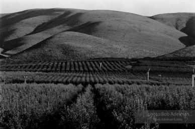 An apple orchard near Yakima, Washington. (1989)