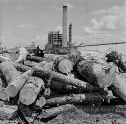 At Macmillan-Bloedel. Pine Hill, 1970. photo:©Bob Adelman, from the book DOWN HOME by Bob Adelman and Susan Hall.