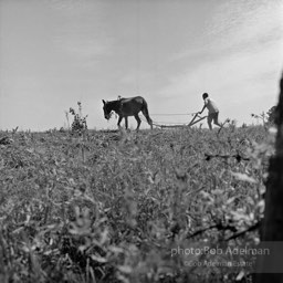 Spring plowing, rural Alabama.1966