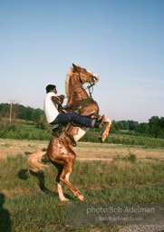 Champion show horse shows off, Epes, Alabama 1983 - From the LIFE magazine story Artists of the Black Belt, 1983. Champion show horse shows off, Epes, Alabama 1983 - From the LIFE magazine story Artists of the Black Belt, 1983.