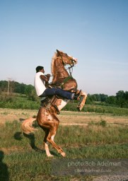 Champion show horse shows off, Epes, Alabama 1983 - From the LIFE magazine story Artists of the Black Belt, 1983.