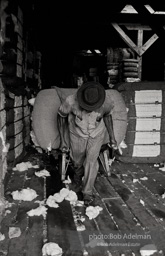 Trucking cotton,  Wilcox County, 
Alabama.  1966