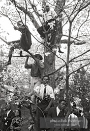 Spectators climb trees to view the King memorial service, Morehouse College, Atlanta 1968.