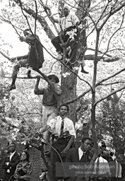Spectators climb trees to view the King memorial service, Morehouse College, Atlanta 1968. Spectators climb trees to view the King memorial service, Morehouse College, Atlanta 1968.